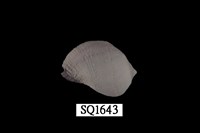 藏品(紫口珊瑚螺)的圖片